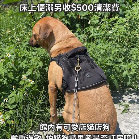 缽割貓點點 青旅 Diandian Hostel Puli Extérieur photo