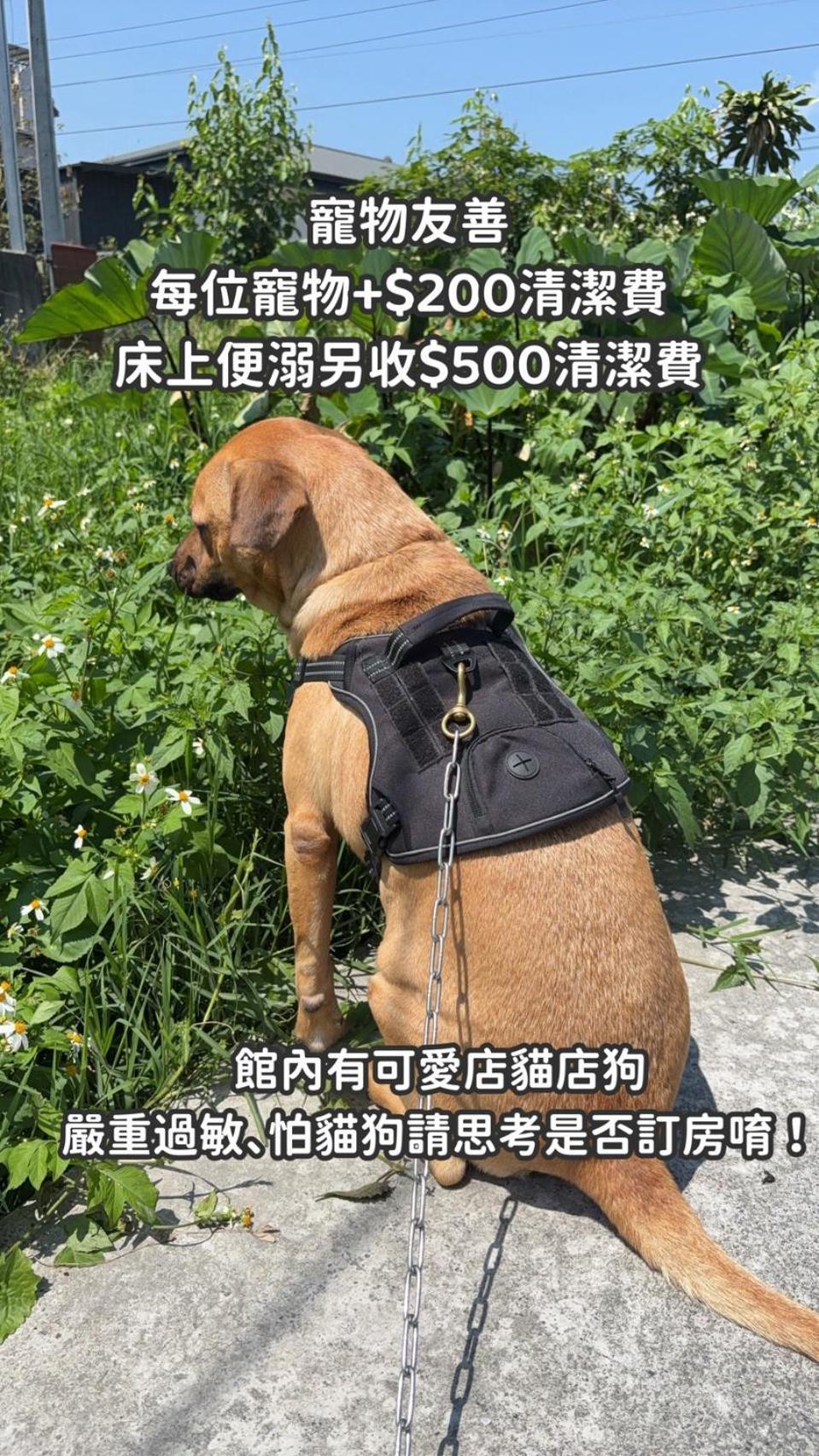缽割貓點點 青旅 Diandian Hostel Puli Extérieur photo